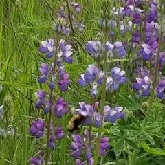 Nevada Bumble Bee thumbnail 1