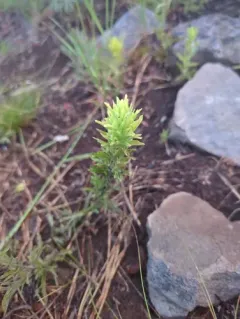 Green-tinged Paintbrush thumbnail 3