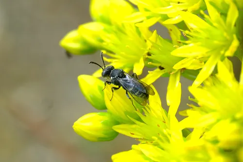 Nysson tristis