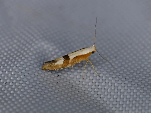 Cherry Fruit Moth