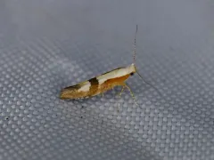 Cherry Fruit Moth thumbnail 1