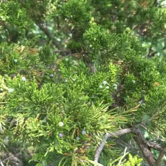 eastern redcedar thumbnail 4