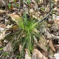 long-stalked sedge thumbnail 3