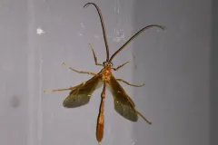 Ophion slossonae thumbnail 3