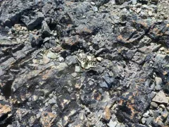 Old World Swallowtail thumbnail 2