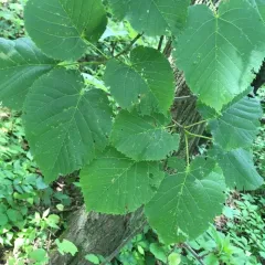 basswood thumbnail 2