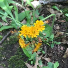 meadow hawkweed thumbnail 2