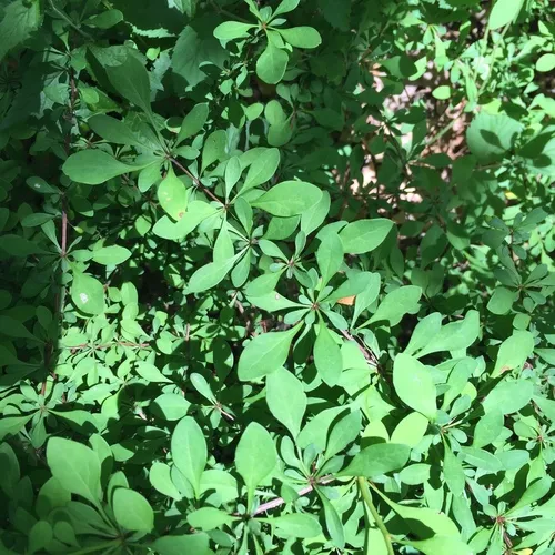 Japanese barberry