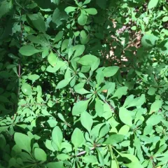 Japanese barberry thumbnail 1