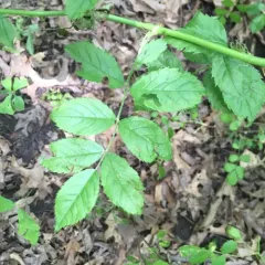 multiflora rose thumbnail 2