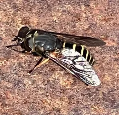 Yellowjacket Horse Fly thumbnail 3