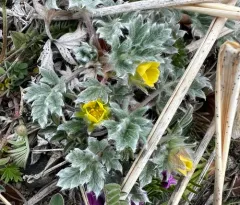 Pretty cinquefoil thumbnail 2