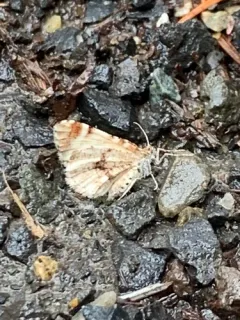 Stamnodes topazata thumbnail 2