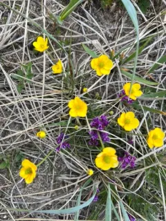 Northern Buttercup thumbnail 4