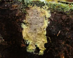 yellow cobweb thumbnail 4
