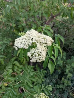 European black elderberry thumbnail 4