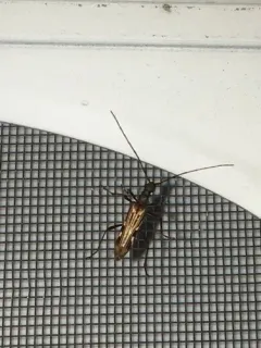 Leptorhabdium pictum thumbnail 2