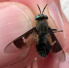 Chrysops dawsoni thumbnail 2