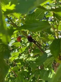 black mulberry thumbnail 3