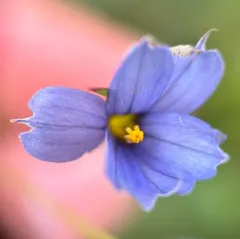 narrow-leaved blue-eyed grass thumbnail 5