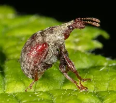 Pubescent Leaf-rolling Weevil thumbnail 3