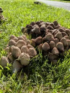 Coprinopsis strossmayeri thumbnail 3