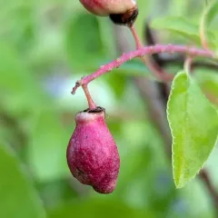 Chokecherry Midge thumbnail 3