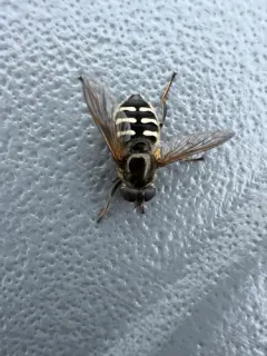 Six-banded Pond Fly thumbnail 3