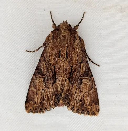 Apamea atriclava