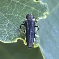 Two-lined Chestnut Borer thumbnail 4