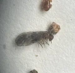 Peripsocus subfasciatus thumbnail 3