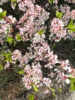 Blackthorn thumbnail 3