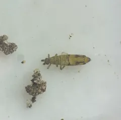 Cosmopolitan Springtail thumbnail 4