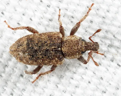 Listronotus hirtellus