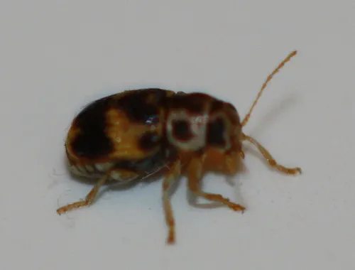 Pachybrachis tridens