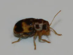Pachybrachis tridens thumbnail 1