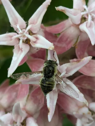 Neorhynchocephalus sackenii