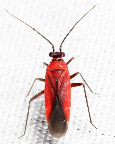 Lopidea media