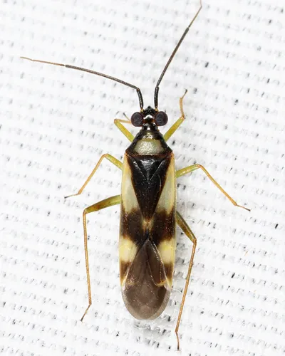Orthotylus cruciatus