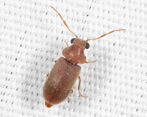 Ernobius opicus