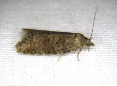 Flax Tortrix thumbnail 3