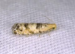 Epinotia normanana thumbnail 4