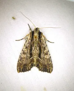 Black-dashed Apamea Moth thumbnail 4