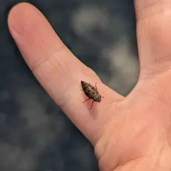 pine spittlebug thumbnail 3