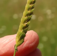 crested dogtail grass thumbnail 3