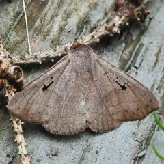 Brown Panopoda Moth thumbnail 2