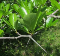 cockspur hawthorn thumbnail 1