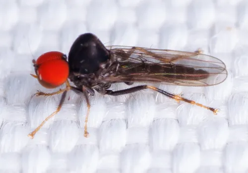 Syneches debilis