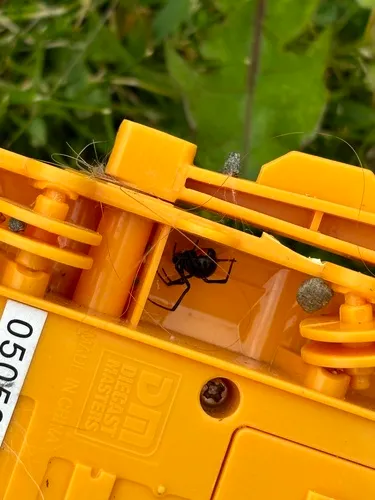 Southern Black Widow