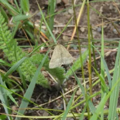 One-banded Pyrausta thumbnail 3
